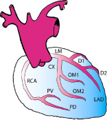 Functions of the Heart, Lungs, and Blood Vessels – Site Title